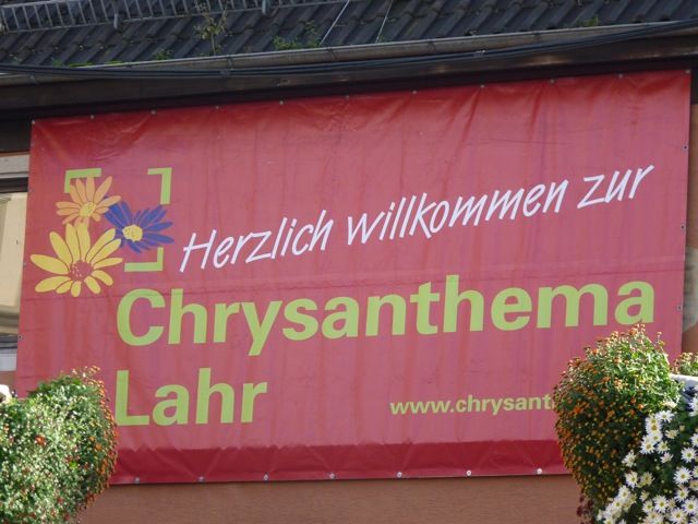 Chrysanthema in Lahr